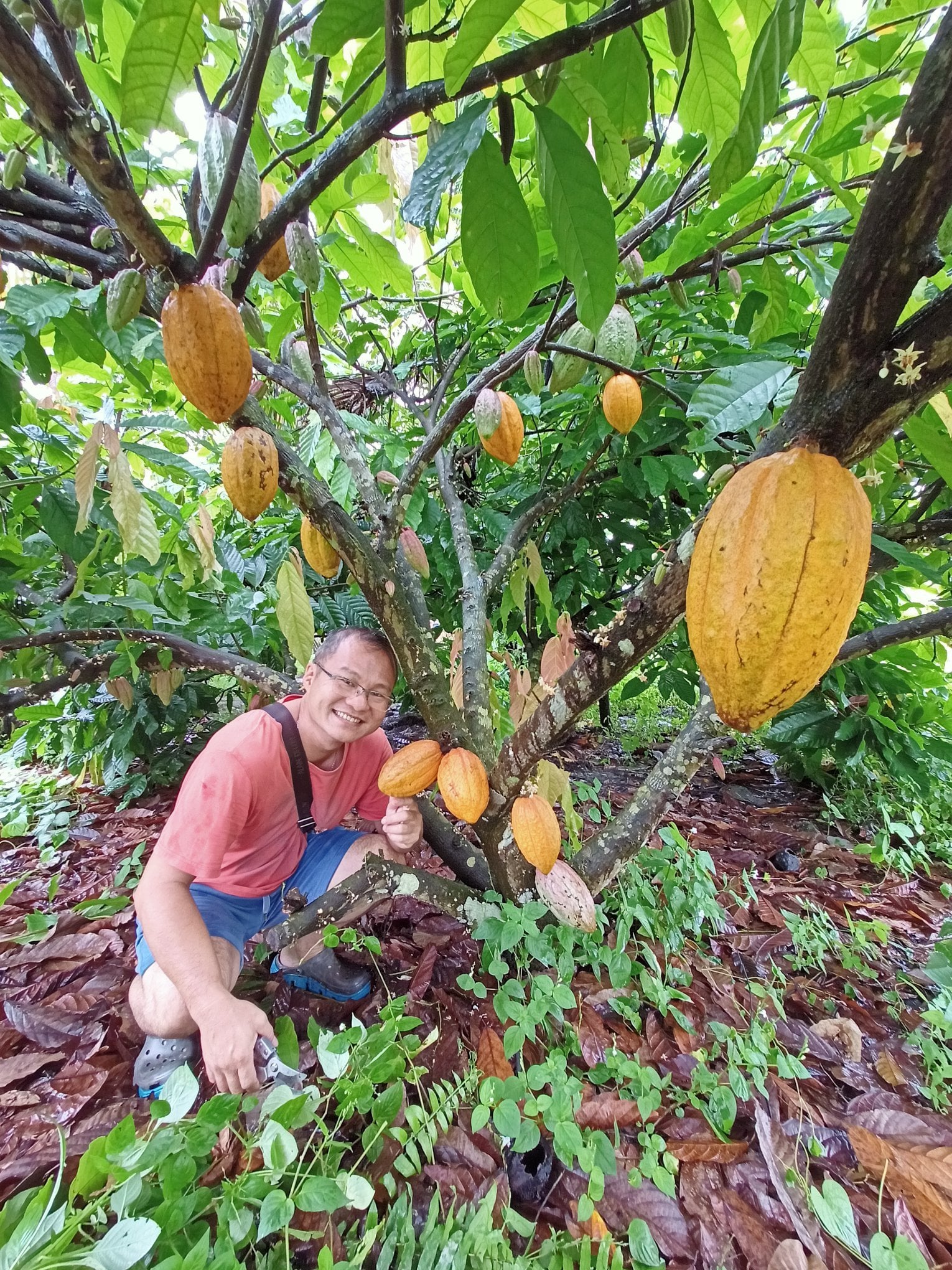 Ladang Koko Lee Tanjung Sepat