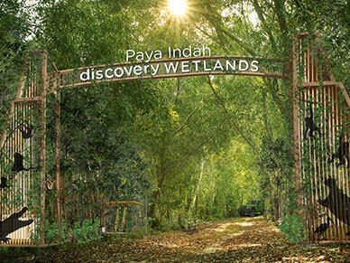 payaindahwetland2.jpg